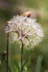 Fototapeta premium Pissenlit