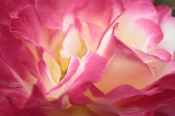 Plakat close up of pink rose