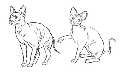 An image of a domestic cat, an illustration for coloring with paints and colored pencils.

Vector drawing, isolated. Color drawing, design.