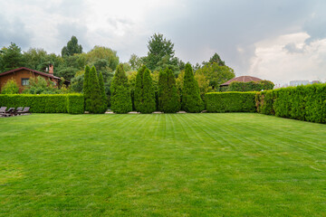 green mowed lawn in a large garden or in a park. plant care in parks.  - obrazy, fototapety, plakaty