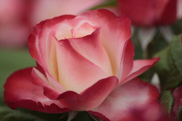 pink and white rose