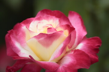 pink rose bud