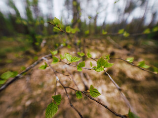 spring in the forest