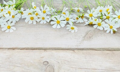 Obraz premium white chamomile on a wooden background. background for banner