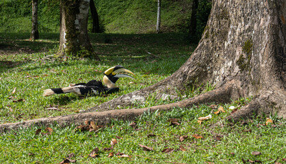 A hornbill was lying in the grass © releasing