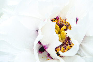 Close up of beautiful white color tree peony flower.
