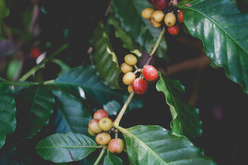 Ripe Red coffee bean berry plant fresh seed coffee tree growth green eco organic farm. Red ripe...