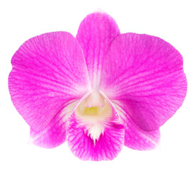 Bunch of  Pink orchid isolated on white background, Blooming orchids on white PNG file.