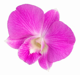 Bunch of  Pink orchid isolated on white background, Blooming orchids on white With clipping path.