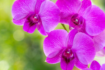 Fototapeta na wymiar Pink orchid on green nature background, Blooming orchids on a green background.