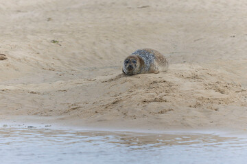 Common seal Phoca vitulina rrsting on a sandy beach at low tide in France