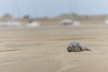 Common seal Phoca vitulina rrsting on a sandy beach at low tide in France