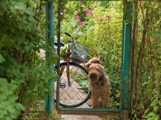 dog guarding a bike