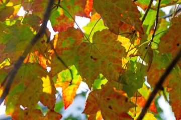 Autumn view of the underside of fall leaves on a tree with sun shining through.
