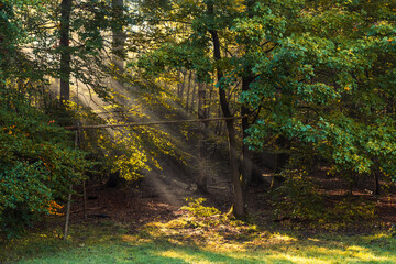 Autumnal forest in the Taunus/Germany with slanting sunbeams in the morning
