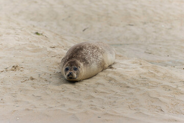 Naklejka premium Common seal Phoca vitulina rrsting on a sandy beach at low tide in France
