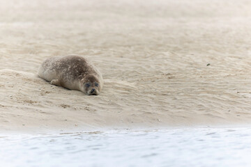 Fototapeta premium Common seal Phoca vitulina rrsting on a sandy beach at low tide in France