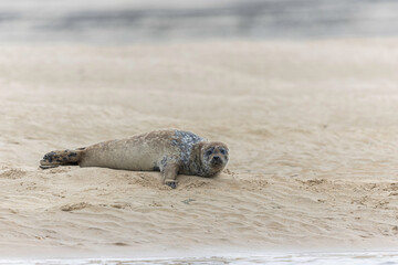 Common seal Phoca vitulina rrsting on a sandy beach at low tide in France