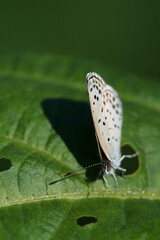 ヤマトシジミ　くろまめ畑で見つけた　8月