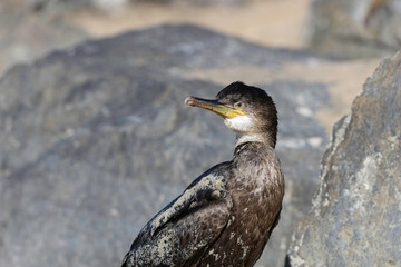 Great Cormorant Phalacrocorax carbo in close view