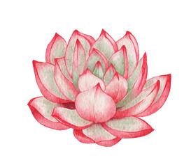 Watercolor succulents, green bouquet, houseplant illustration, botanical painting.