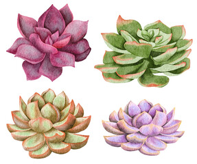 Fototapeta premium Watercolor succulents, green bouquet, houseplant illustration, botanical painting.