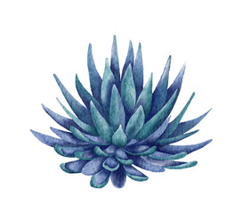 Watercolor succulents, green bouquet, houseplant illustration, botanical painting.