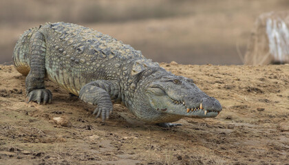 Crocodile sliding into the water; crocodile walking into the water; crocodile walking; crocodiles...