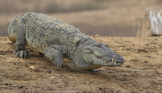 Crocodile sliding into the water; crocodile walking into the water; crocodile walking; crocodiles resting; mugger crocodile from Sri Lanka	