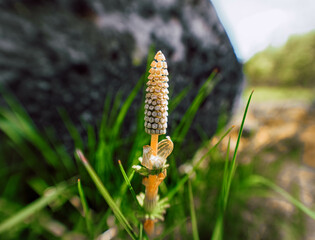 flower in the forest