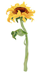Sunflower flower with stem and leaves isolated on a white background. Vector illustration