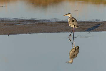 Grey Heron Ardea cinerea mirroring in a pond in France
