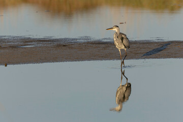 Grey Heron Ardea cinerea mirroring in a pond in France