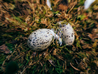 nest with eggs
