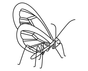 Butterfly. Outline drawing. Vector. Graphics. 