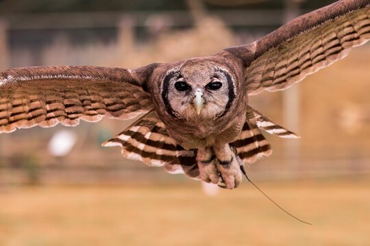 Closeup shot of a milky eagle owl at Banham Zoo, Norfolk, England