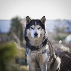 A male husky dog ​​with a blue eye looks straight ahead.