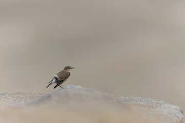 European Wheatear Oenanthe oenanthe from Manche, Normandy, France