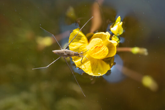 Gerris lacustris, commonly known as the common pond skater or common water strider,