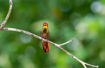 Exotic gold and red hummingbird perched on a branch with bokeh background on the island of Trinidad...