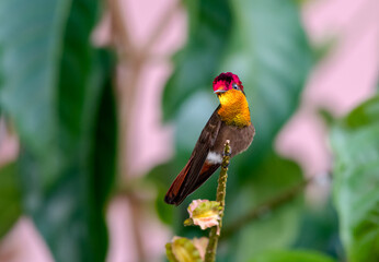 Cute tropical hummingbird with glittering gold feathers perched in a garden.