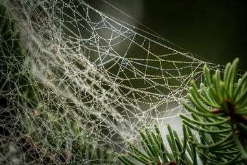 Spider web on a tree leaves