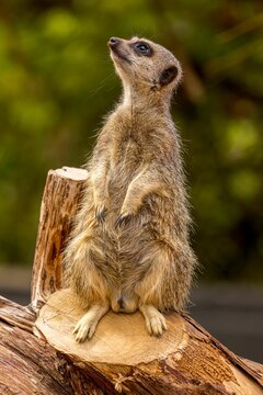Vertical shot of a beautiful meerkat at Banham Zoo, Norfolk, England