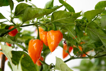 orange habanero plant on white background, harvest of orange habanero chili peppers in september and october in autumn