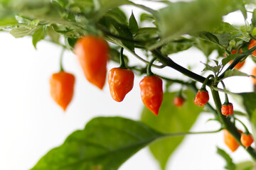 orange habanero chili plant on white background, harvest of orange habanero chili peppers in september and october in autumn