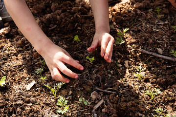 Child learn how to plant. Child ecology learning . Kids hand moving the soil to plant.