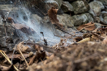 Spider web on stones and field soil. Insects and leaves are caught in the web
