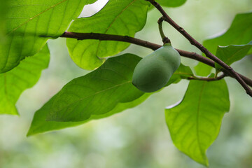 Close-up fruit of common pawpaw growing on Asimina triloba in summer garden. Nature concept for any...