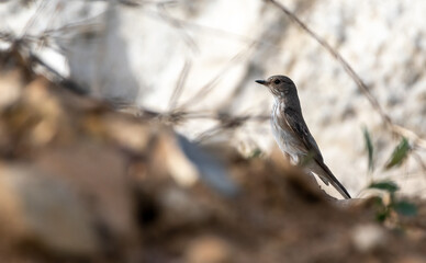 Spotted flycatcher The spotted flycatcher (Muscicapa striata) 