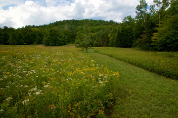 Scenic image of a large meadow or field filled with white and yellow wildflowers with a path leading into the forest under a cloudy sky in early afternoon in Lake Placid New York.